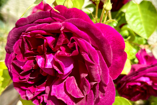 rose