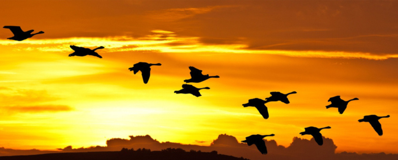 swans-sunset-sky