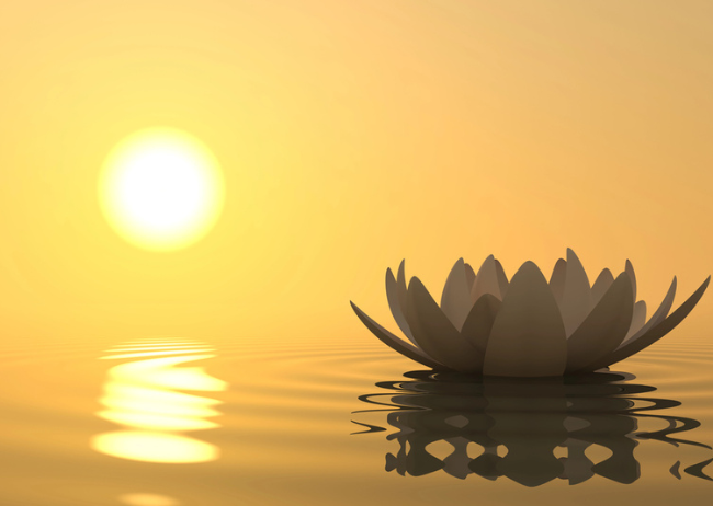lotus-sun-water